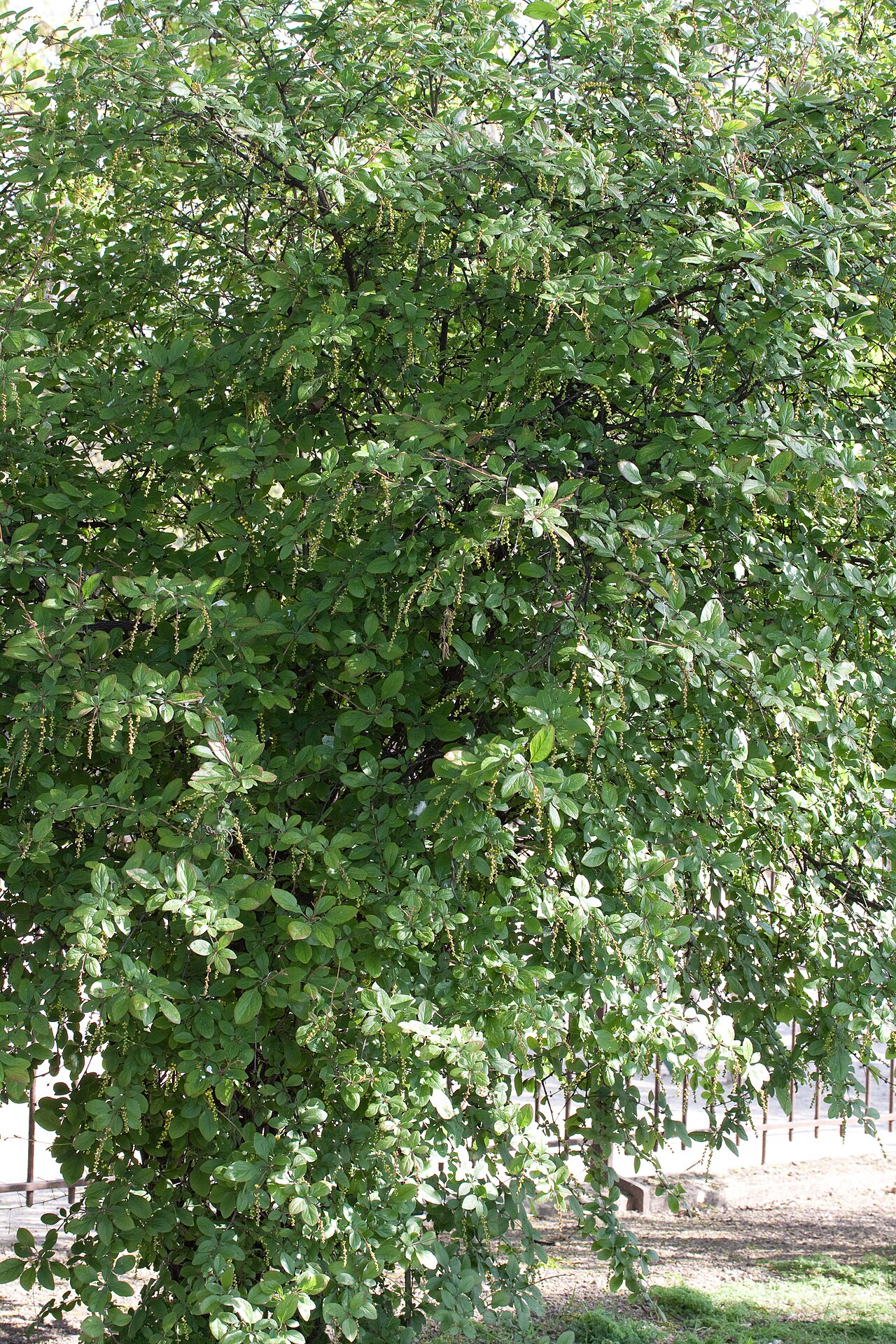 Berberis brachypoda: Berberis brachypoda - Vue générale - Jardin des Plantes - Paris