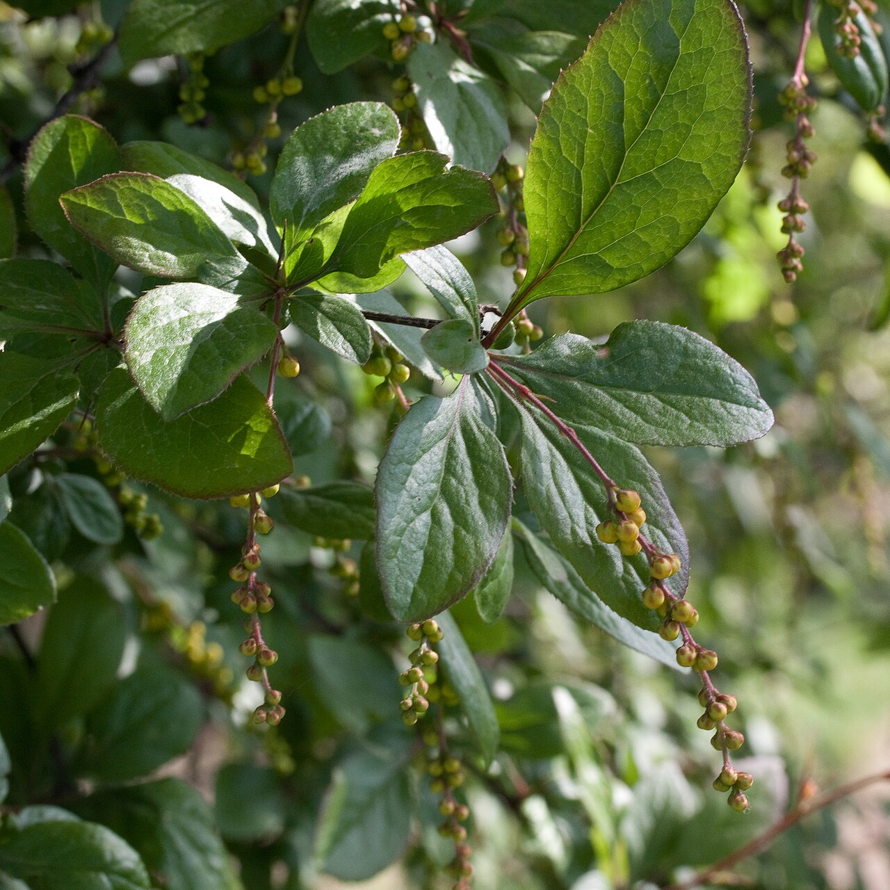 Berberis brachypoda: Berberis brachypoda - Boutons floraux - Jardin des Plantes - Paris