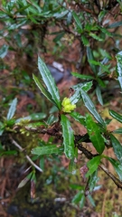 Berberis brevisepala (Berberis brevisepala)
