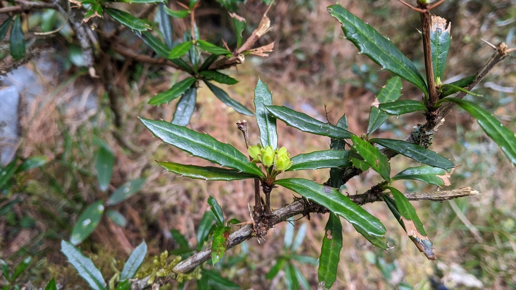 Berberis brevisepala (Berberis brevisepala)