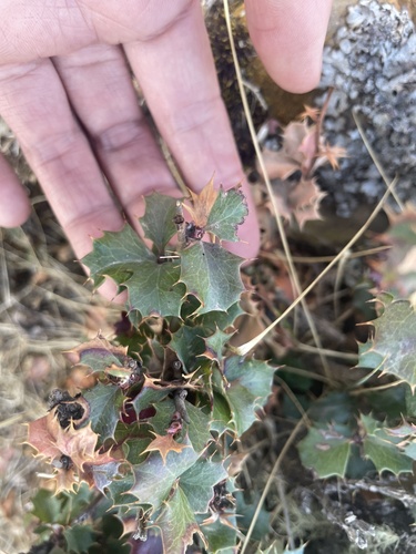 Berberis calilehua (Berberis calilehua)