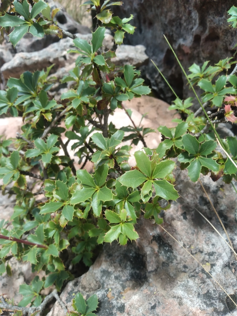 Berberis calilehua (Berberis calilehua)