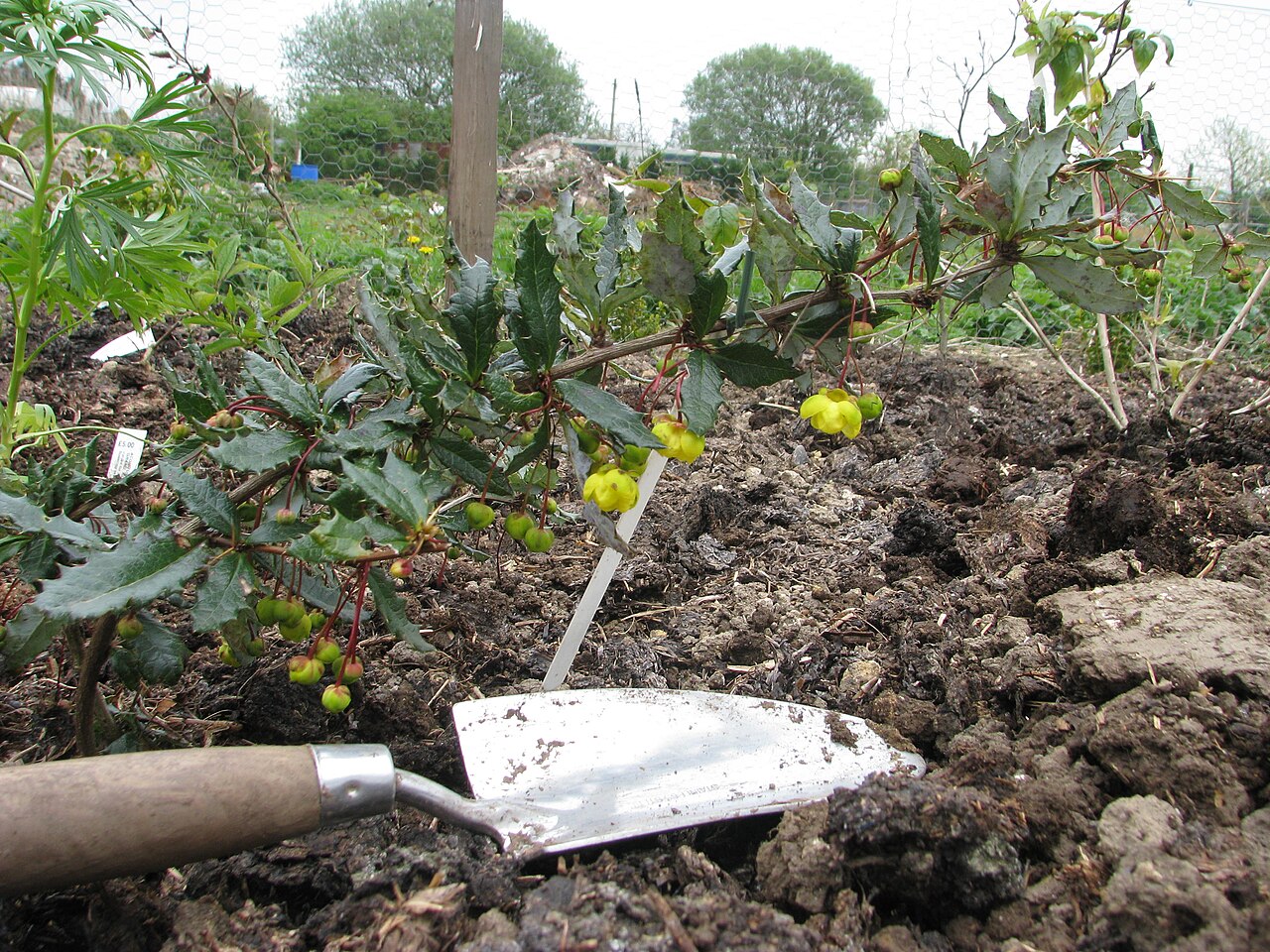 Berberis calliantha: From the Plant Heritage exchange last year
