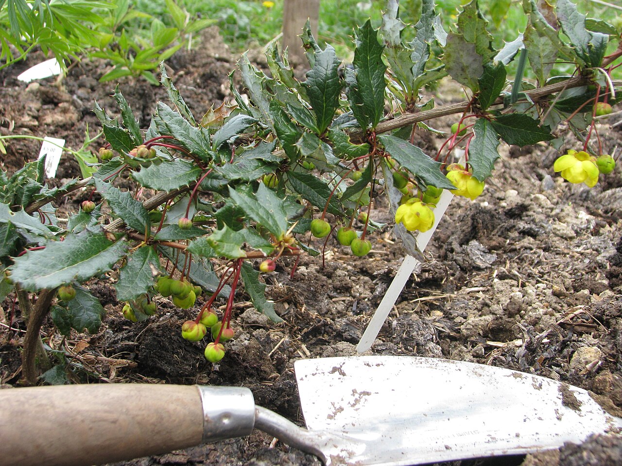 Berberis calliantha: Now all I need to do is work out how to propagate it...