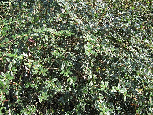Berberis calliantha: Berberis calliantha