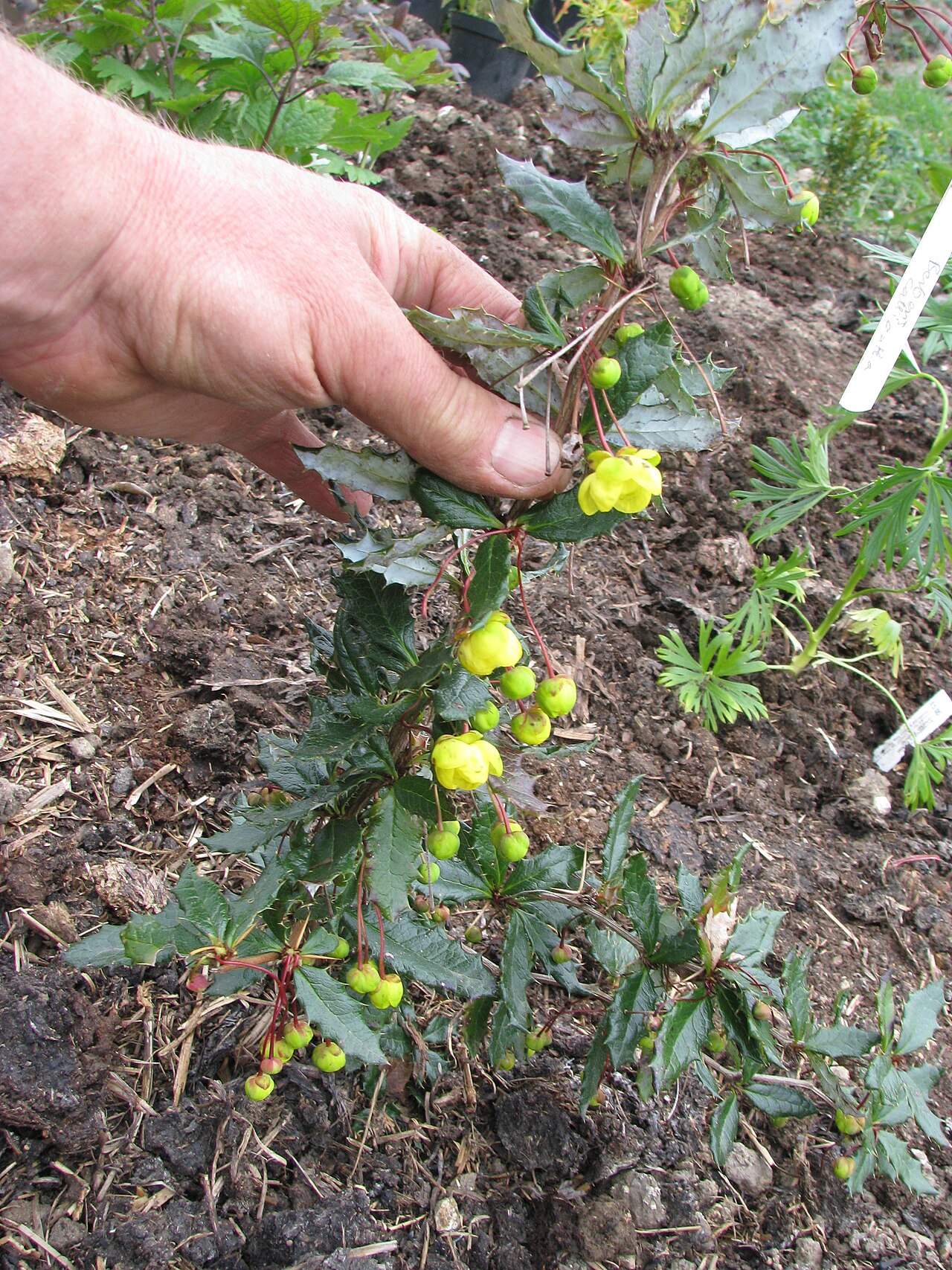 Berberis calliantha: An oddly neglected species - naturally small, with good foliage and unusually large flowers, this should be a winner