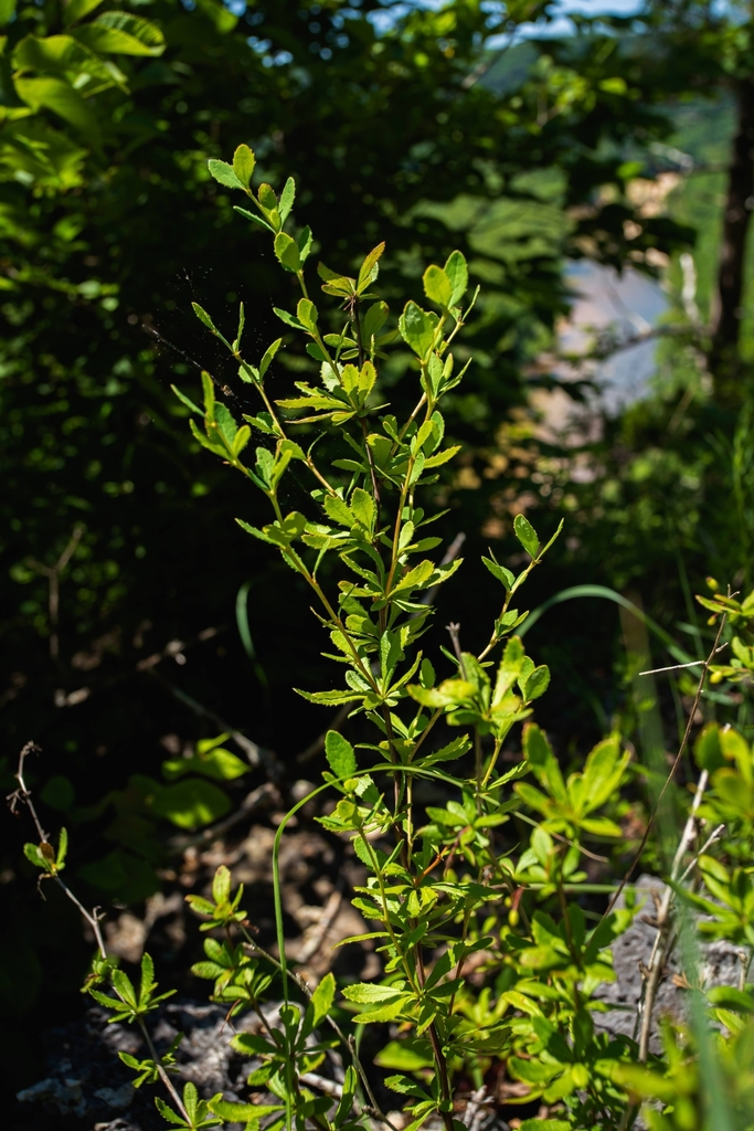 American barberry (Berberis canadensis)