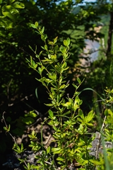 American barberry (Berberis canadensis)