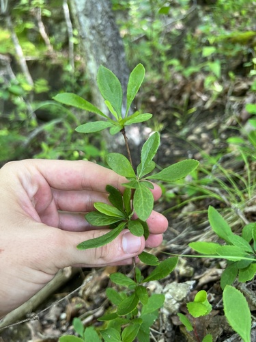 American barberry (Berberis canadensis)