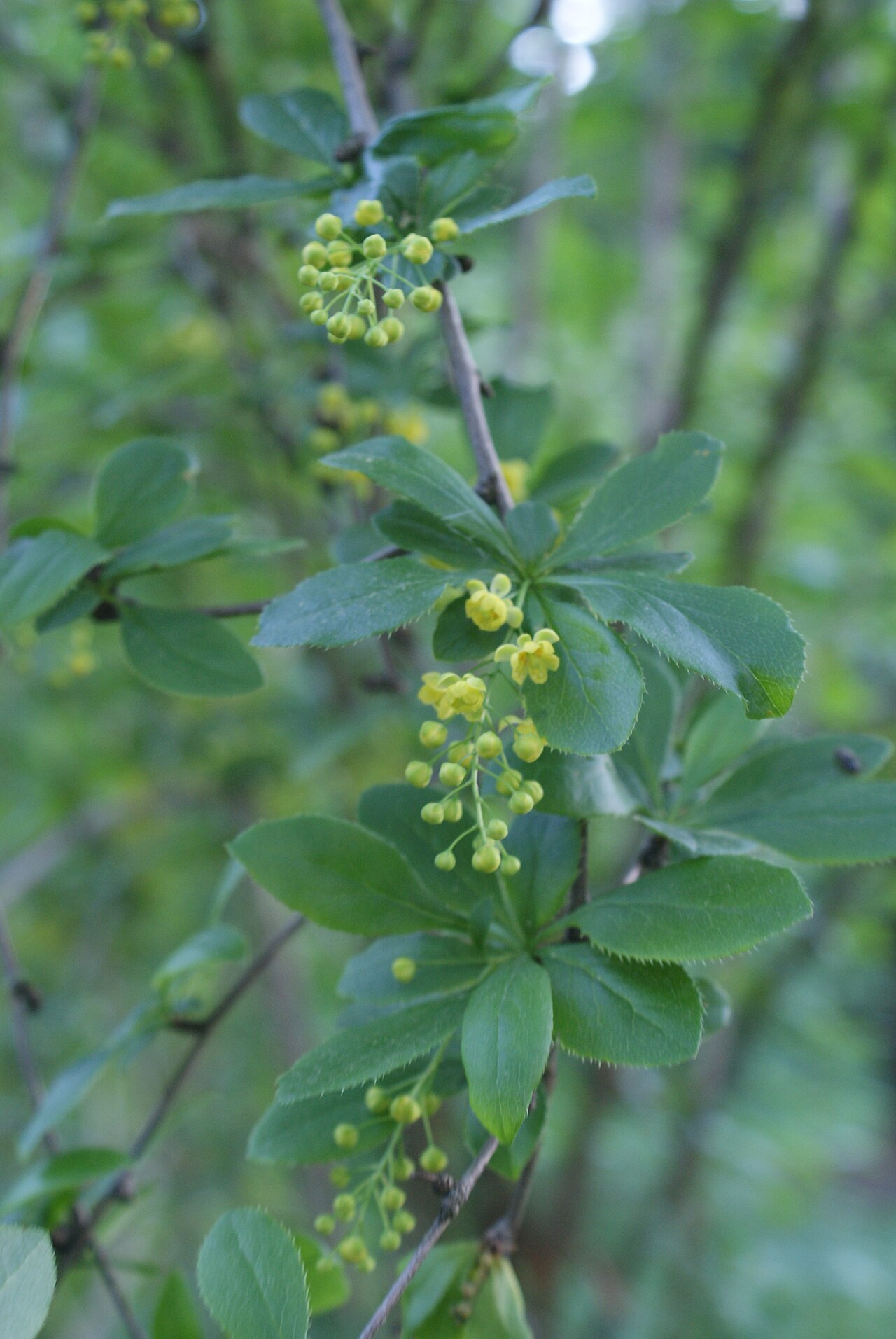 American barberry: Berberis canadensis in Botanical garden, Minsk