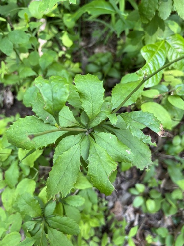 American barberry (Berberis canadensis)