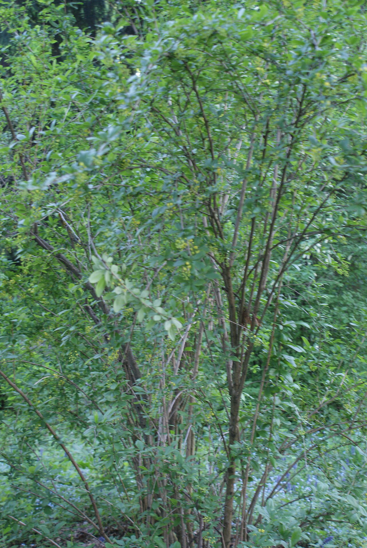 American barberry: Berberis canadensis in Botanical garden, Minsk