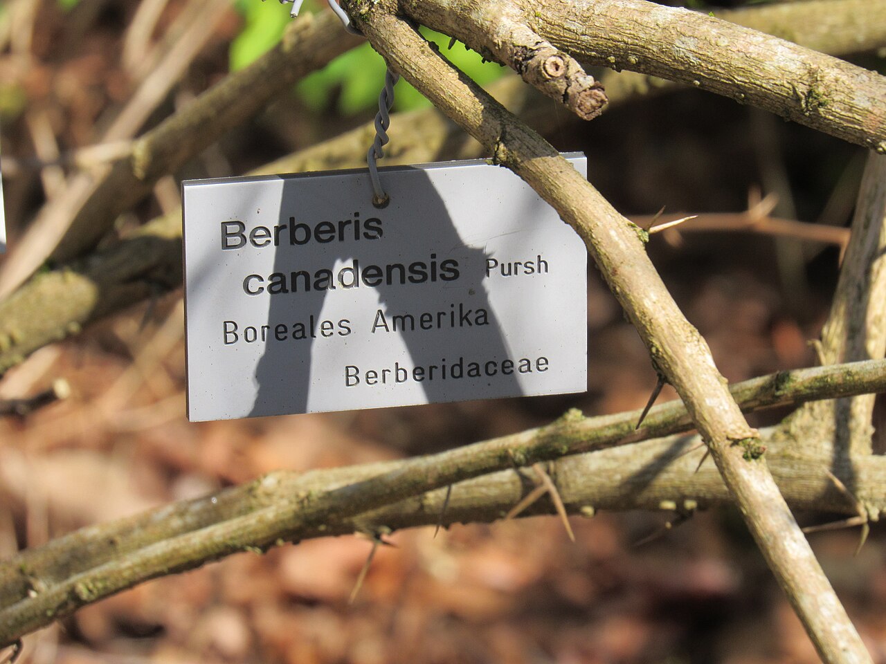 American barberry: Informationstafel Berberis canadensis im Ökologisch-Botanischen Garten der Universität Bayreuth