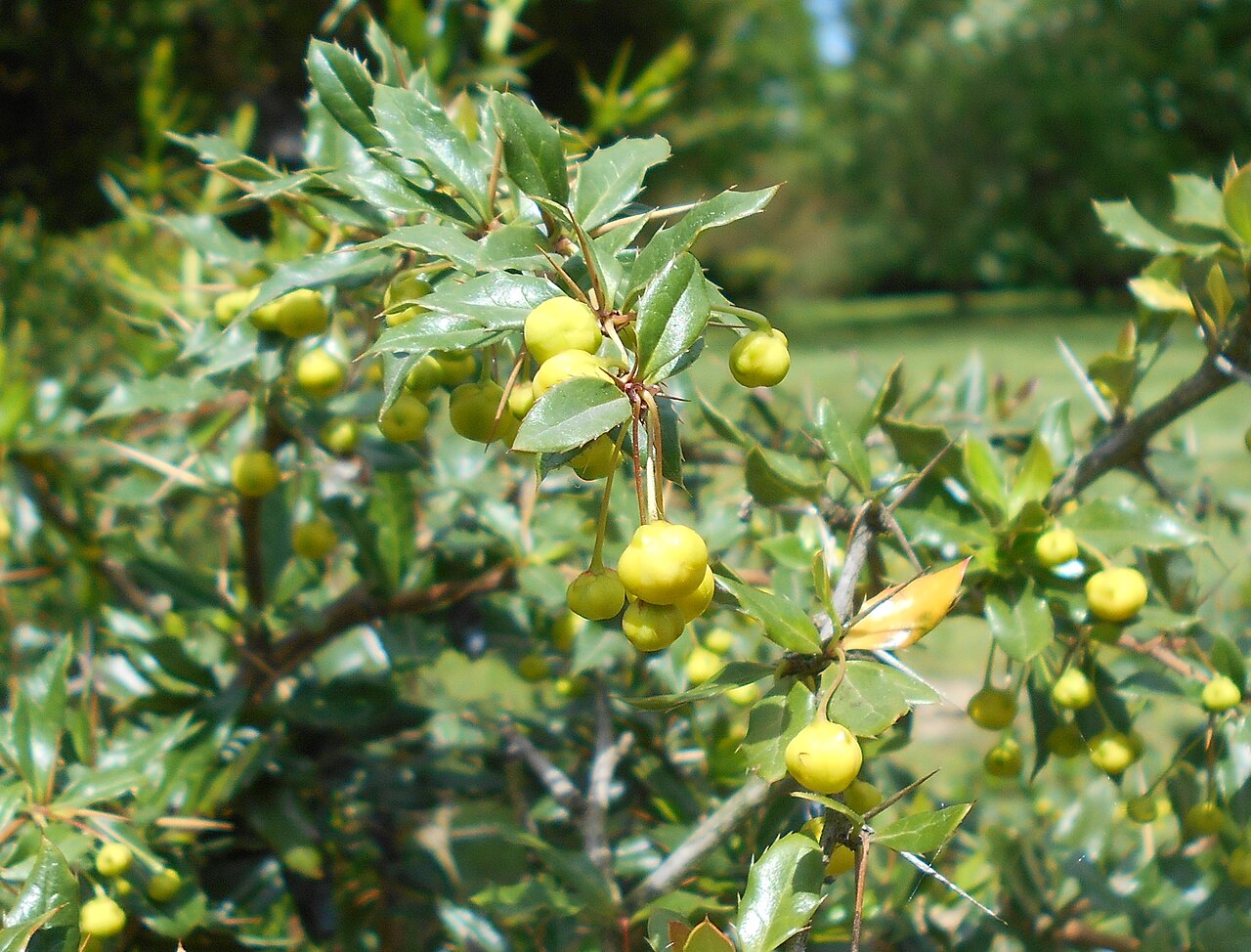 Paleleaf barberry: Berberys sinawy ( Berberis candidula ), Ogród Botaniczny UMCS w Lublinie