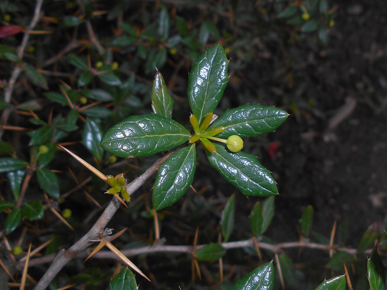 Paleleaf barberry: Berberys sinawy ( Berberis candidula ), Ogród Botaniczny UMCS w Lublinie