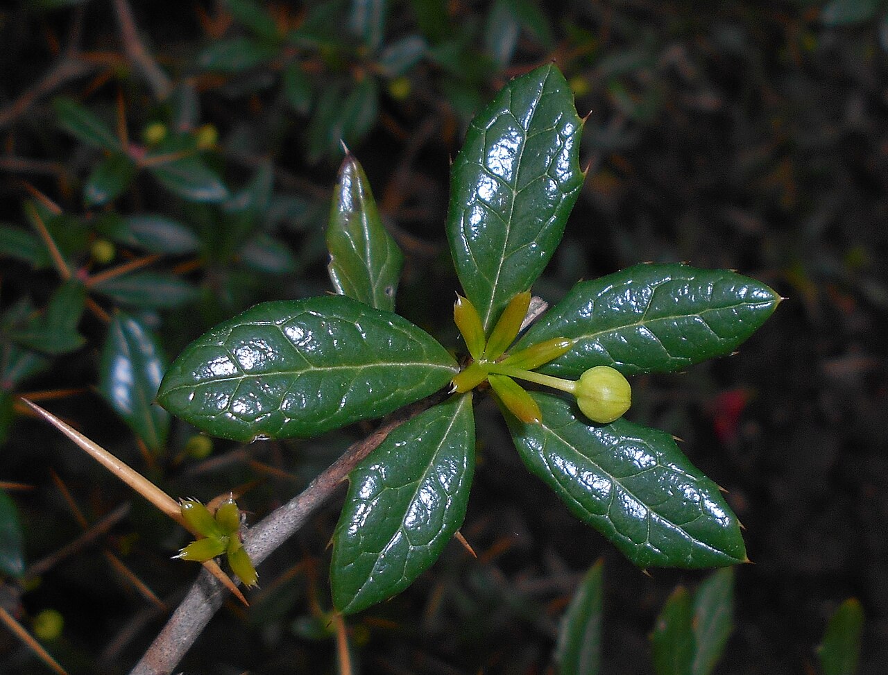 Paleleaf barberry: Berberys sinawy ( Berberis candidula ), Ogród Botaniczny UMCS w Lublinie