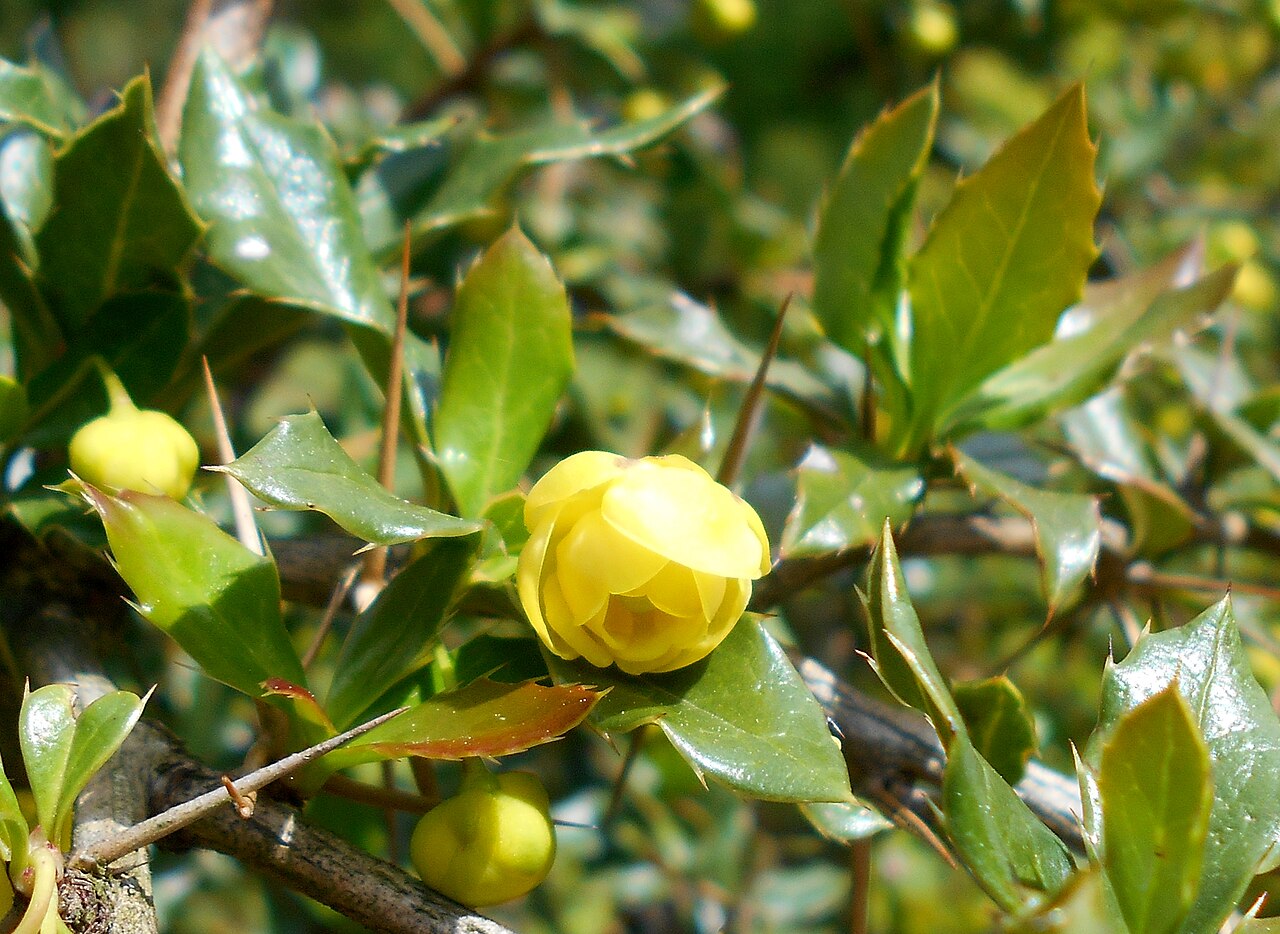 Paleleaf barberry: Berberys sinawy ( Berberis candidula ), Ogród Botaniczny UMCS w Lublinie