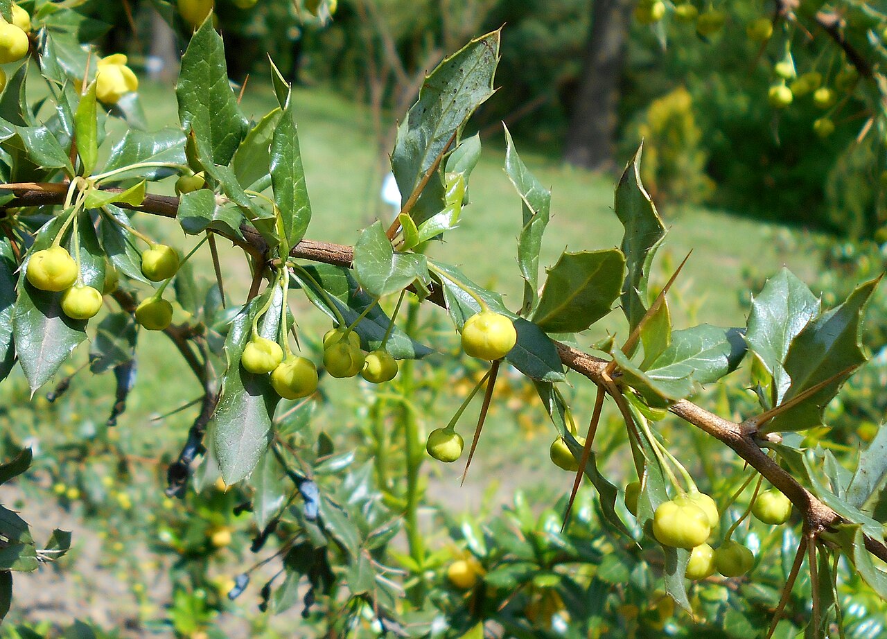 Paleleaf barberry: Berberys sinawy ( Berberis candidula ), Ogród Botaniczny UMCS w Lublinie