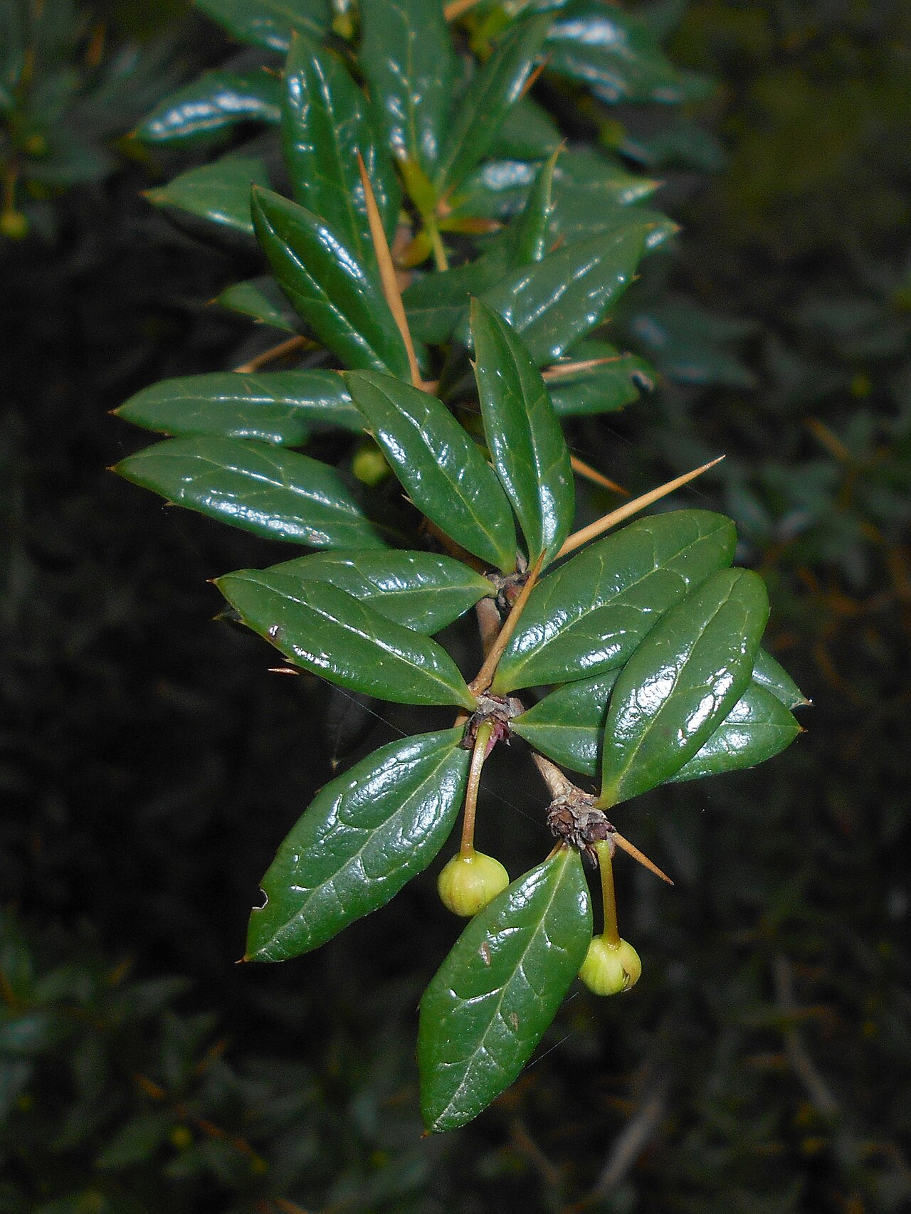Paleleaf barberry: Berberys sinawy ( Berberis candidula ), Ogród Botaniczny UMCS w Lublinie