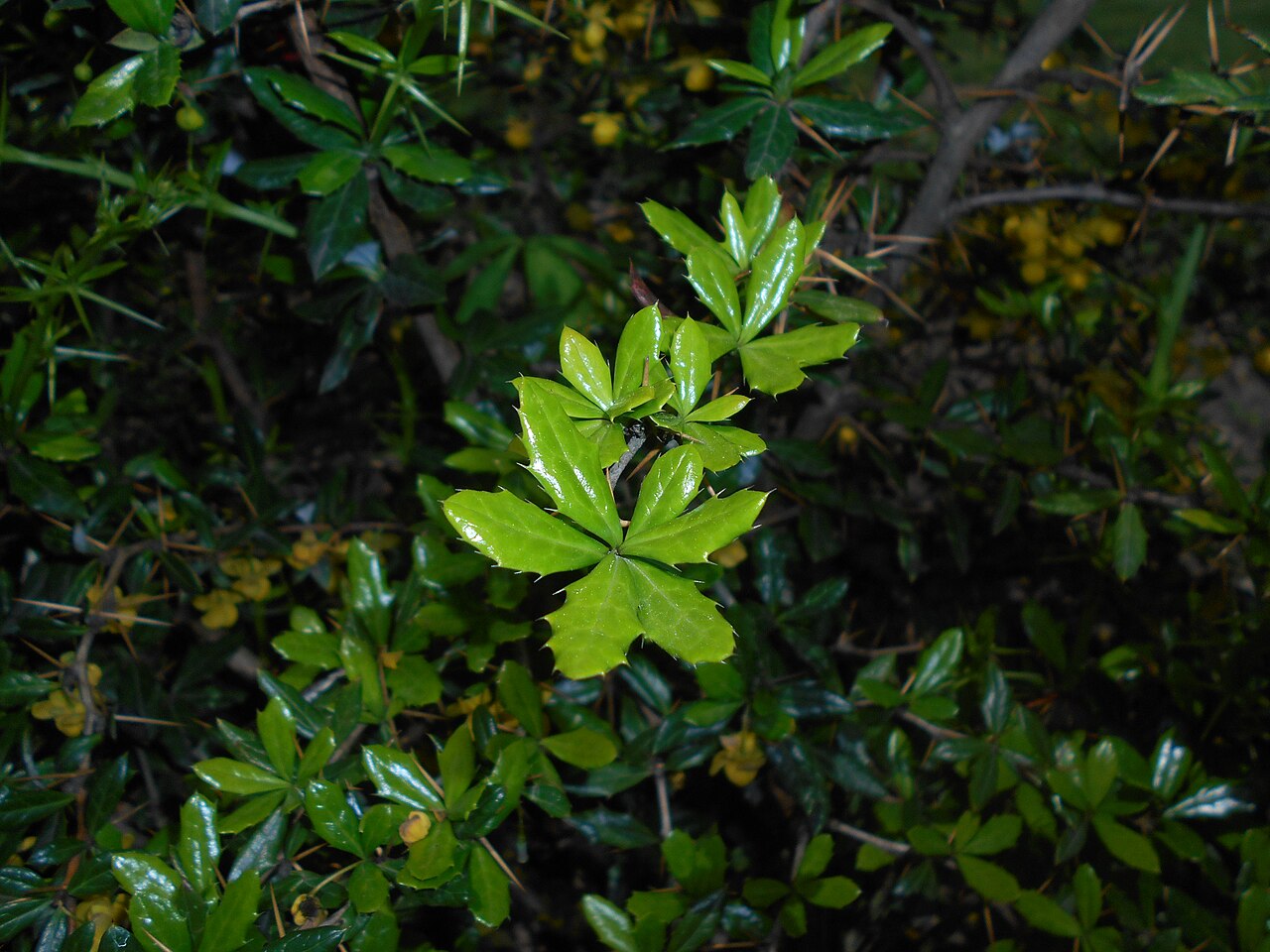 Paleleaf barberry: Berberys sinawy ( Berberis candidula ), Ogród Botaniczny UMCS w Lublinie