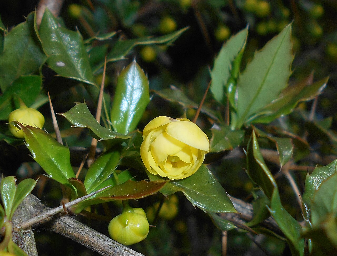 Paleleaf barberry: Berberys sinawy ( Berberis candidula ), Ogród Botaniczny UMCS w Lublinie