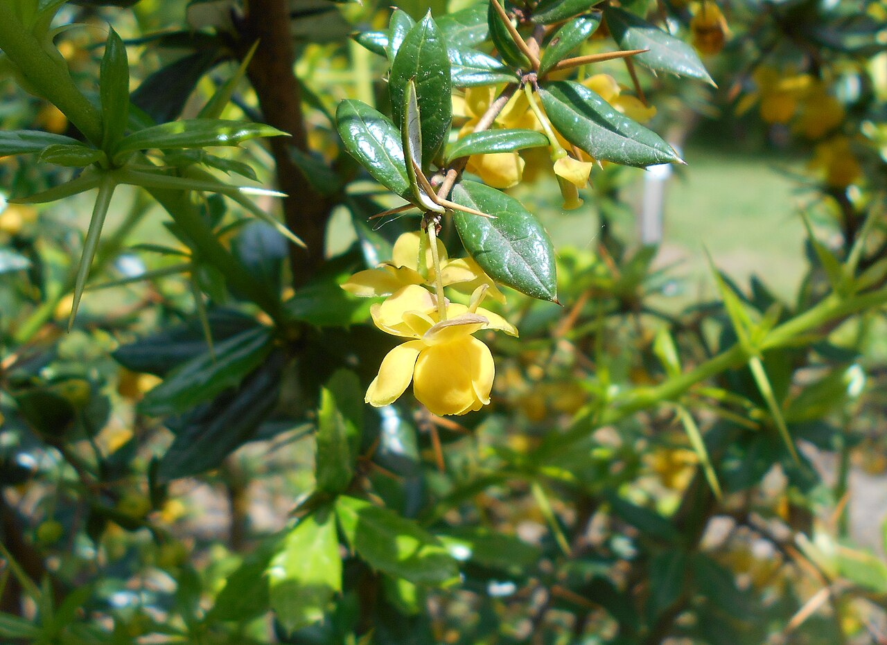 Paleleaf barberry: Berberys sinawy ( Berberis candidula ), Ogród Botaniczny UMCS w Lublinie