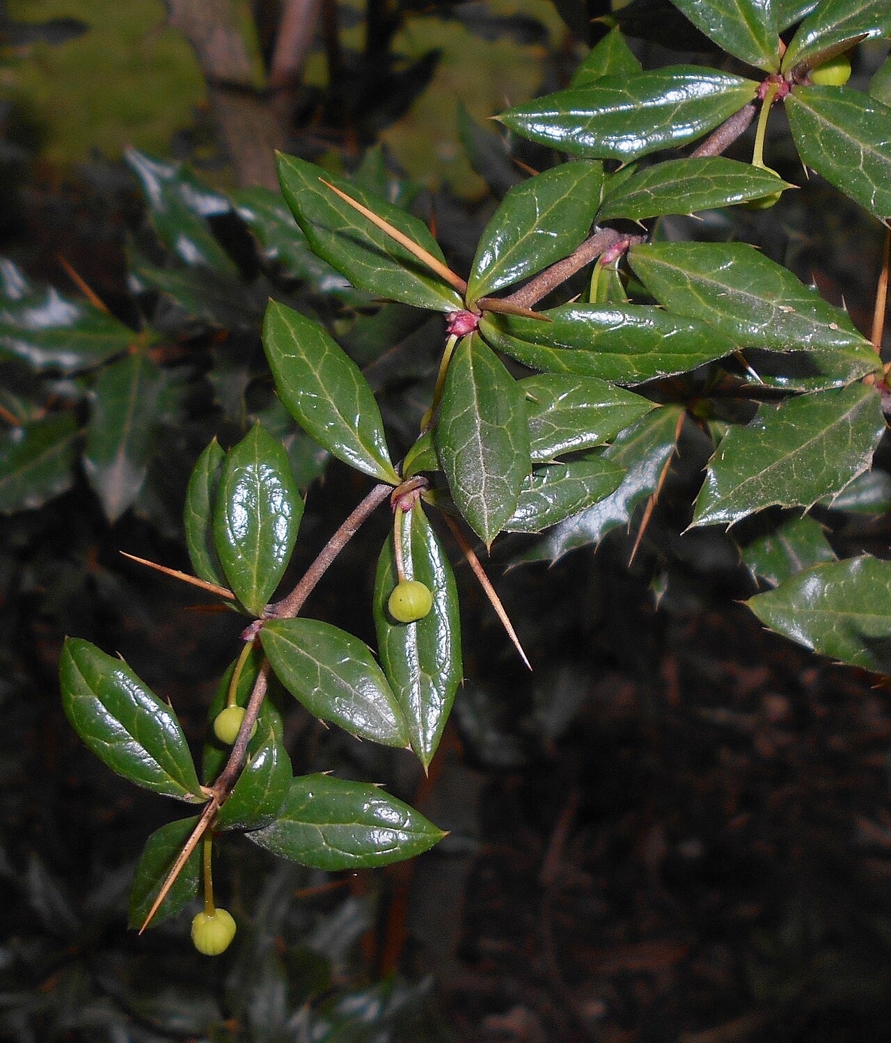 Paleleaf barberry: Berberys sinawy ( Berberis candidula ), Ogród Botaniczny UMCS w Lublinie