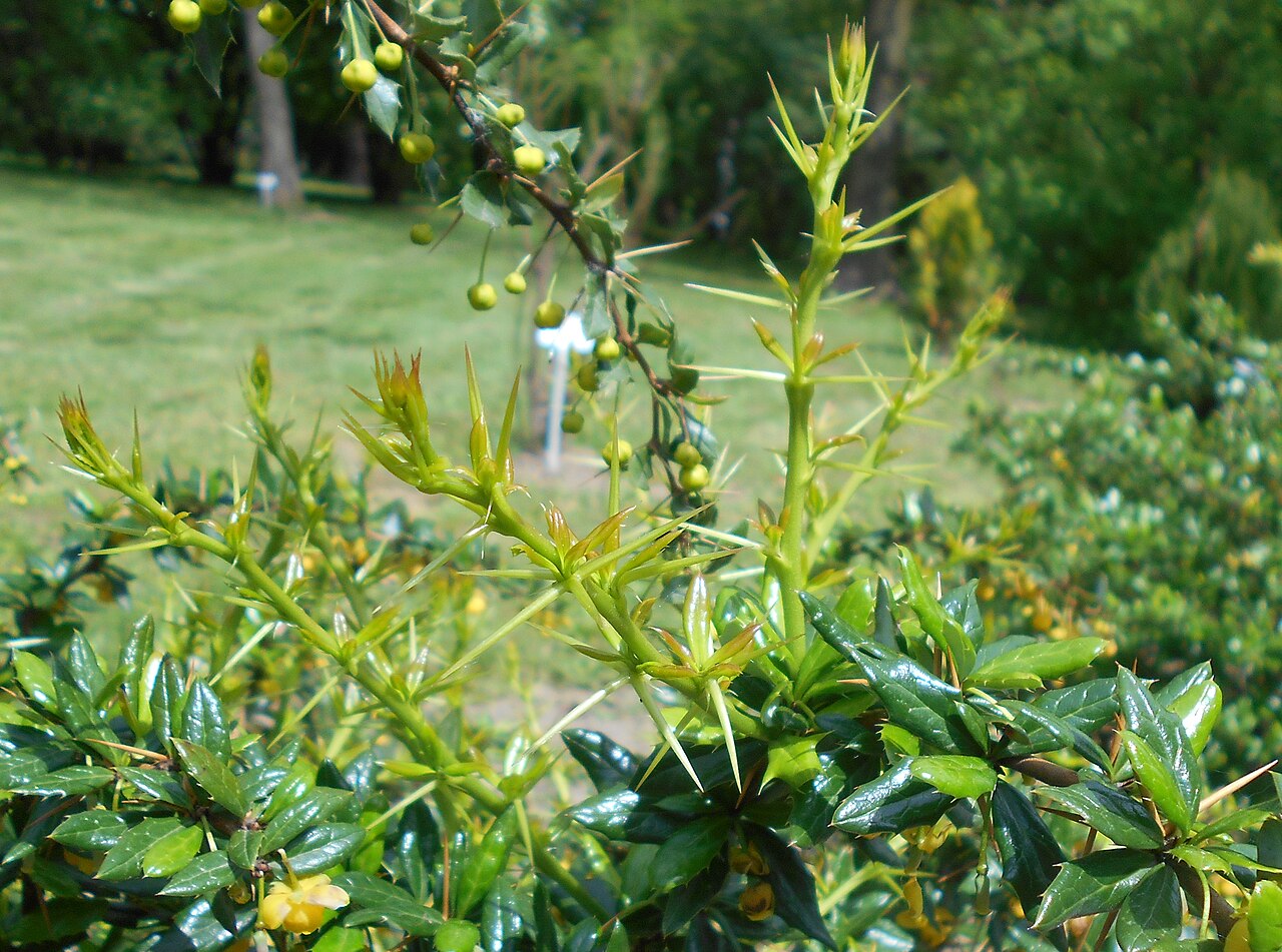 Paleleaf barberry: Berberys sinawy ( Berberis candidula ), Ogród Botaniczny UMCS w Lublinie