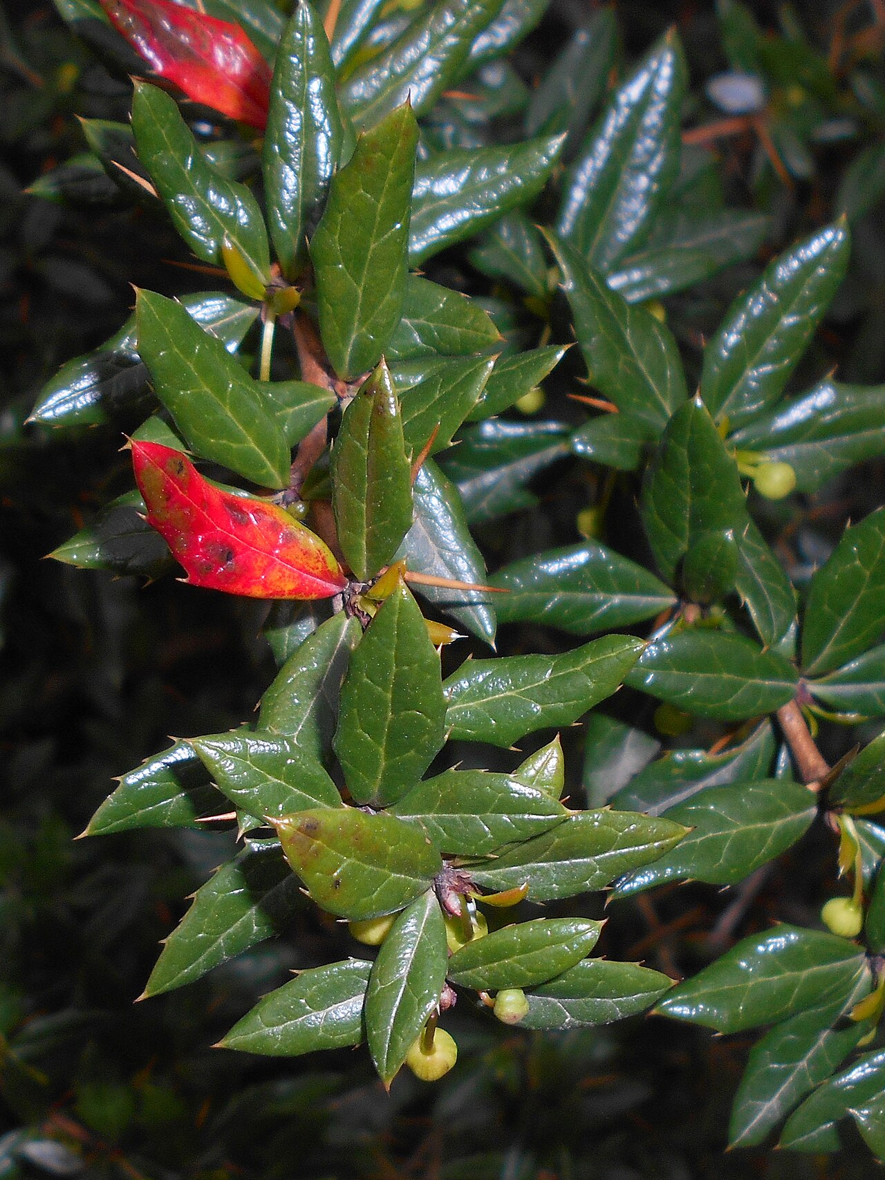 Paleleaf barberry: Berberys sinawy ( Berberis candidula ), Ogród Botaniczny UMCS w Lublinie