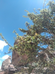 Berberis carinata (Berberis carinata)