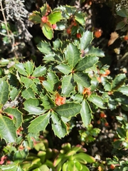 Berberis carinata (Berberis carinata)