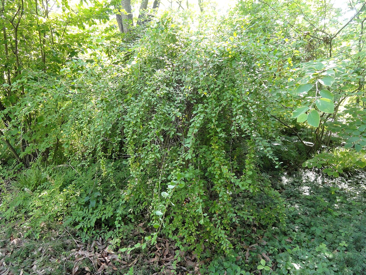 Berberis caroli: Botanical specimen in the Botanischer Garten, Frankfurt am Main, Germany.