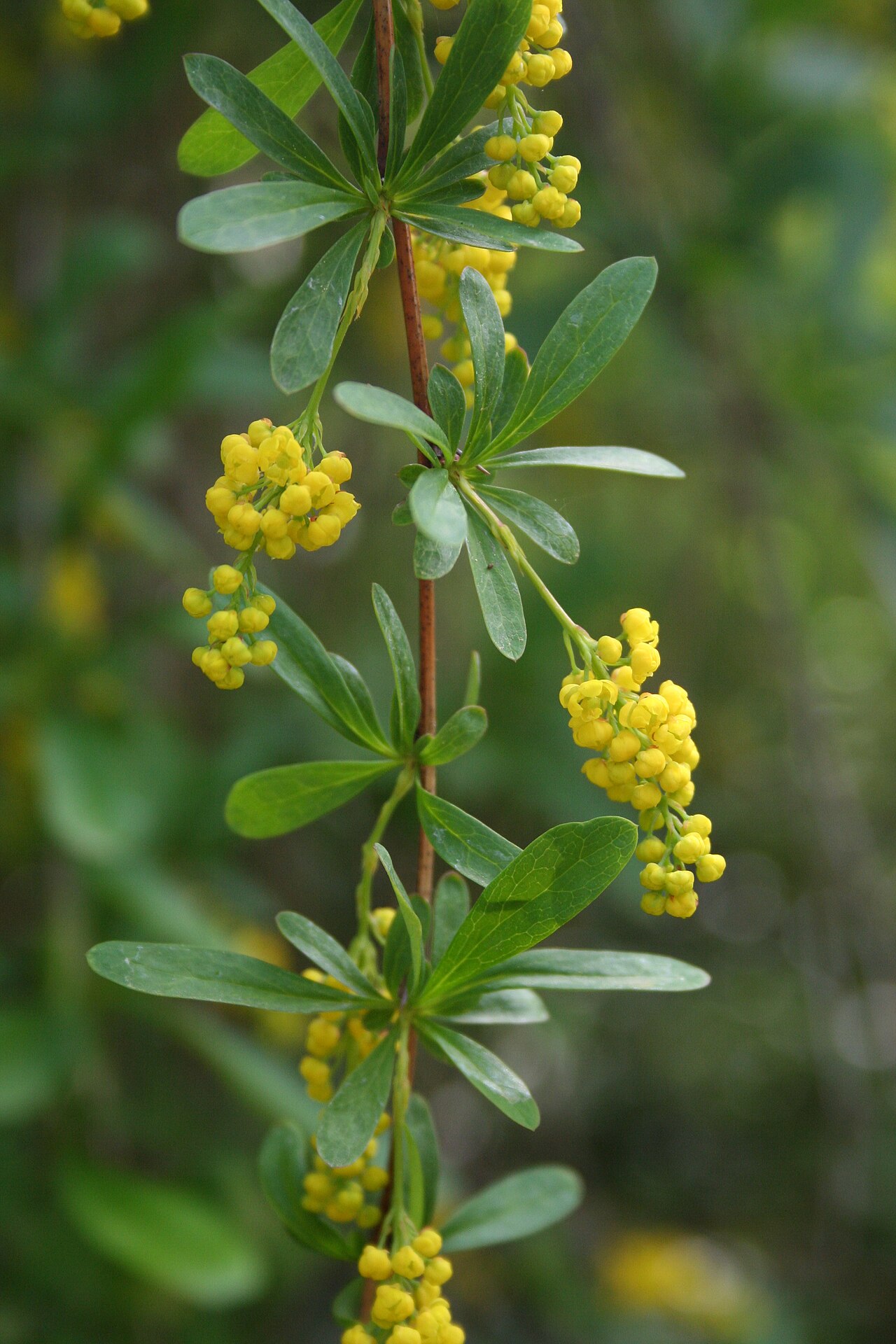 Berberis caroli: Berberis vernae , Bot. Garden of the University of Frankfurt