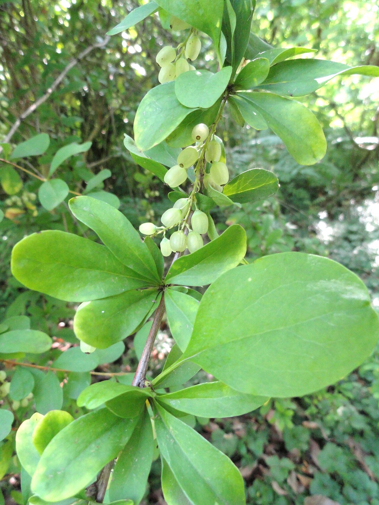 Berberis caroli: Botanical specimen in the Botanischer Garten, Frankfurt am Main, Germany.