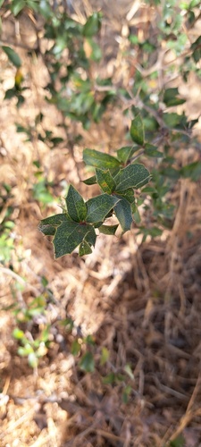 Berberis chilensis (Berberis chilensis)