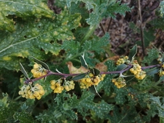 Berberis chilensis (Berberis chilensis)