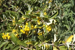 Berberis chilensis (Berberis chilensis)