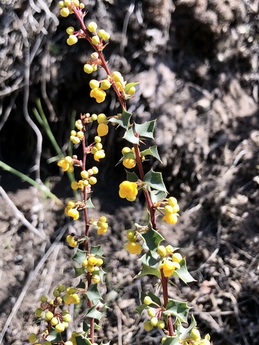 Berberis chilensis (Berberis chilensis)