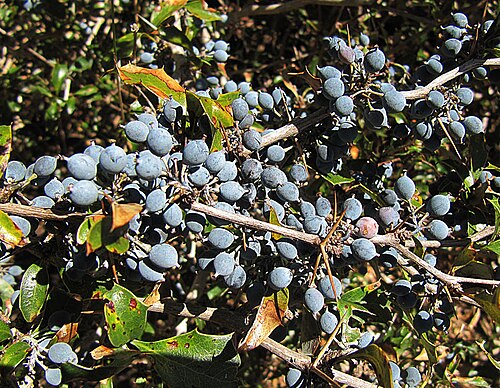 Berberis chilensis: Fruit of a thorny Chilean Calafate or Michay. In context at www.dixpix.ca/sth_cordillera/flora/buttercups/index.html .