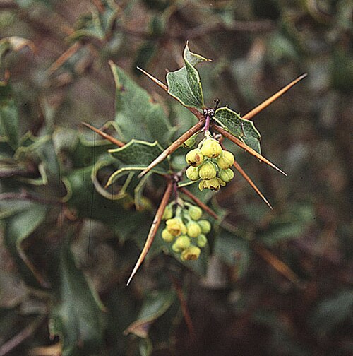 Berberis chilensis: One of the thorniest of the calafate species. In context at www.dixpix.ca/sth_cordillera/flora/buttercups/index.html