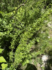 Berberis chinensis (Berberis chinensis)