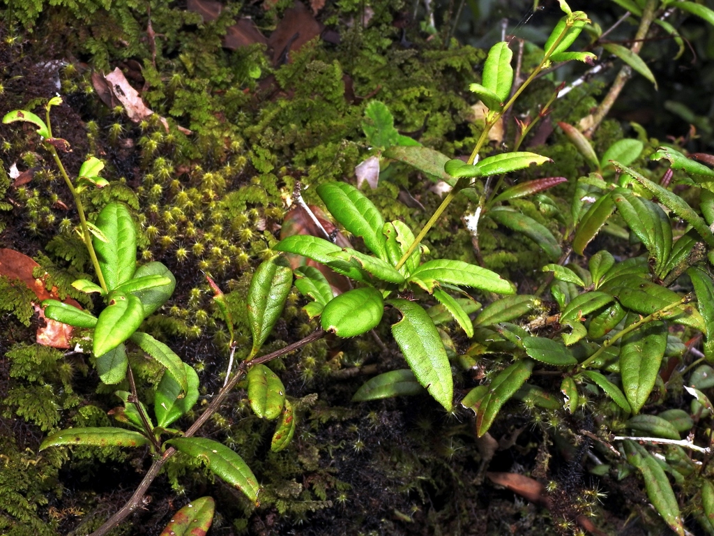 Berberis chingshuiensis (Berberis chingshuiensis)