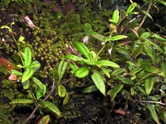 Berberis chingshuiensis (Berberis chingshuiensis)