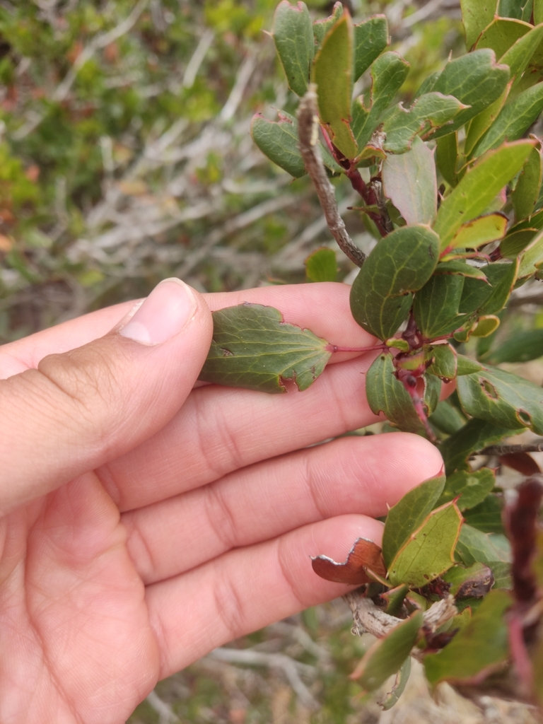 Berberis claireae (Berberis claireae)