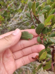 Berberis claireae (Berberis claireae)