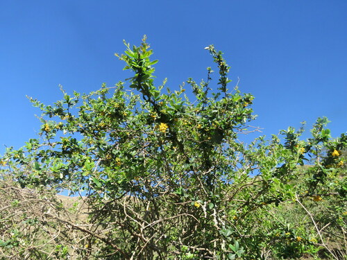 Berberis commutata (Berberis commutata)