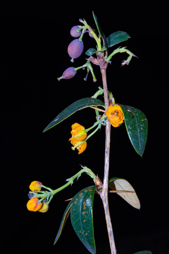 Berberis commutata (Berberis commutata)