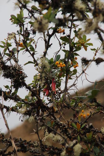 Berberis commutata (Berberis commutata)