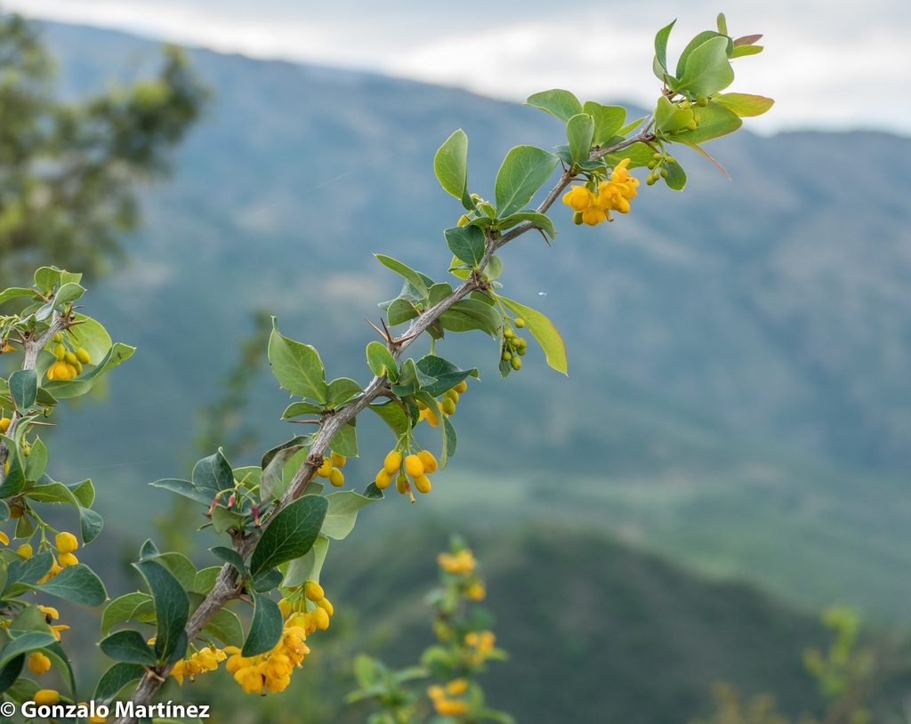 Berberis commutata (Berberis commutata)