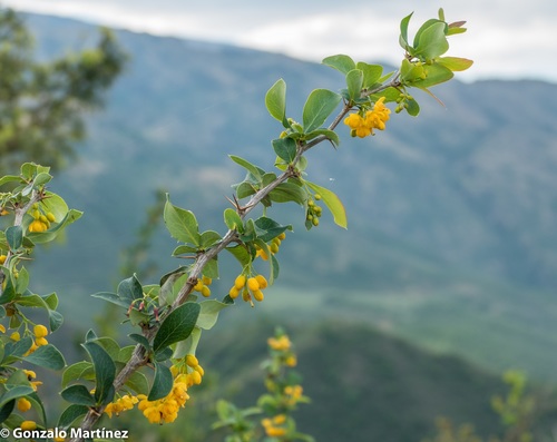 Berberis commutata (Berberis commutata)